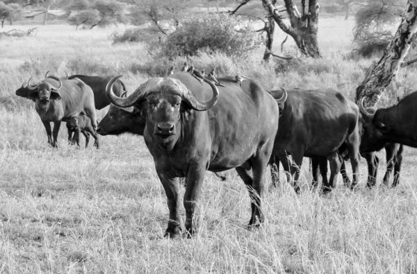 一群羚羊在草原上觅食 — 图库照片