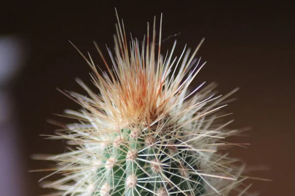 Una Macro Toma Hermoso Cactus Con Espinas Afiladas Sobre Fondo — Foto de Stock