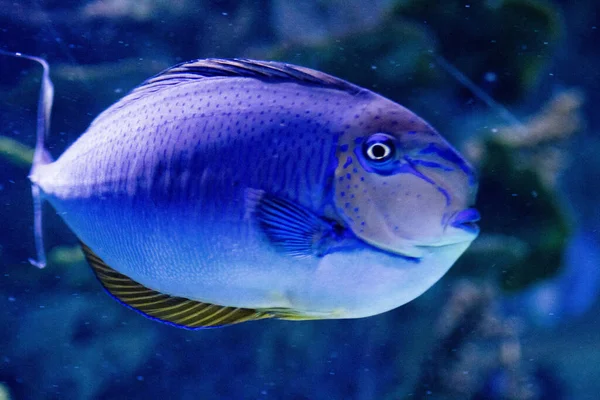 Ein Tropischer Fisch Schwimmt Einem Aquarium — Stockfoto