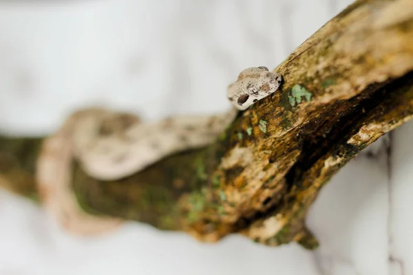 Eine Boa Imperator Schlange Auf Einem Ast Mit Weißem Marmorhintergrund — Stockfoto