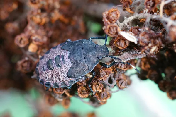 Närbild Nymf Fläckiga Shieldbug Rhaphigaster Nebulosa Trädgården — Stockfoto