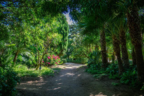 Une Promenade Travers Parc Tropical Avec Des Palmiers Par Une — Photo