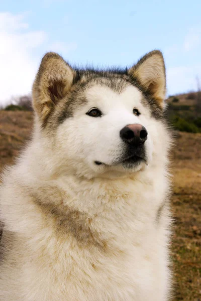 Eine Vertikale Aufnahme Eines Alaska Malamute Hundes Den Bergen — Stockfoto