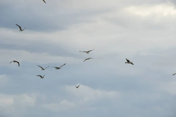 Чайка Летить Пляжі Чорному Морі Джорджія — стокове фото