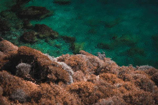 Närbild Korallrev Och Det Blå Havet — Stockfoto