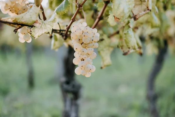 Une Vue Panoramique Raisins Frais Dans Vignoble Sur Fond Flou — Photo