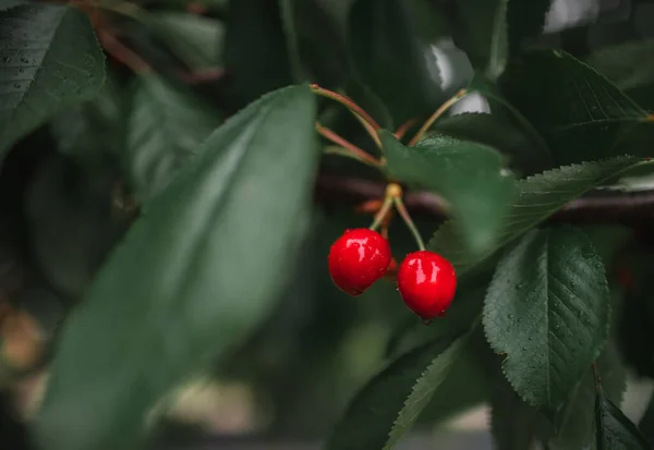 Egy Közeli Kép Cseresznyéről Ami Egy Fán Lóg Erdőben — Stock Fotó