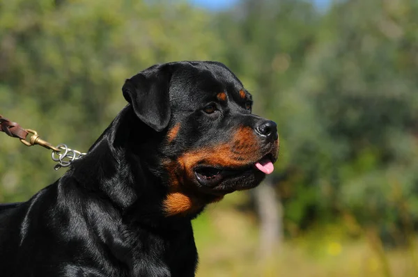 Een Zwarte Rasechte Rottweiler Hond Tuin — Stockfoto
