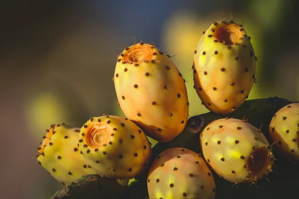 Egy Közeli Felvétel Kis Kaktuszok Homályos Háttér — Stock Fotó