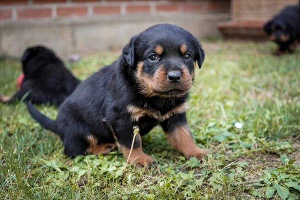 Two Cute Little Rottweiler Puppies Playing Green Grass — Stock Photo, Image