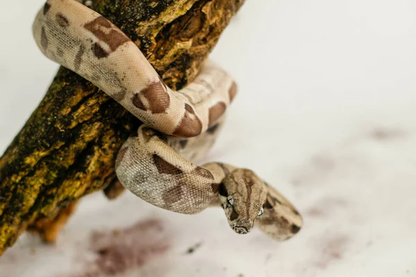 Eine Boa Imperator Schlange Auf Einem Ast Mit Weißem Marmorhintergrund — Stockfoto