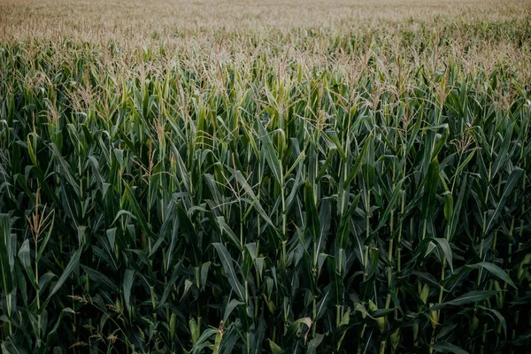 Мальовничий Вид Кукурудзяні Рослини Зеленим Листям Полі — стокове фото