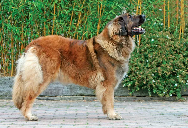 Cane Domestico Leonberg All Aperto — Foto Stock