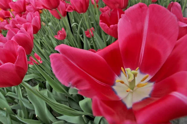 Primer Plano Hermosos Tulipanes Rojos Creciendo Jardín Luz Del Día — Foto de Stock