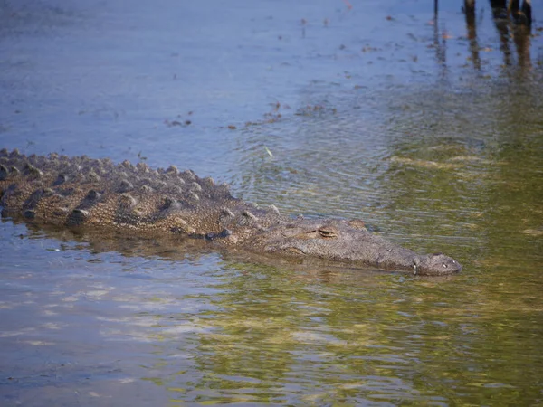 Närbild Krokodil Vattnet — Stockfoto