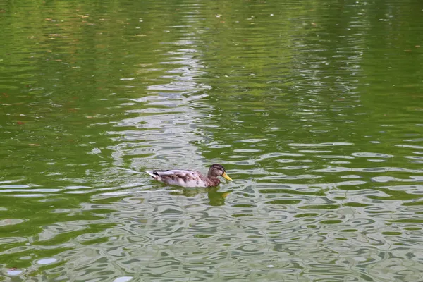 Gros Plan Canard Domestique Nageant Sur Lac Dans Parc Lumière — Photo