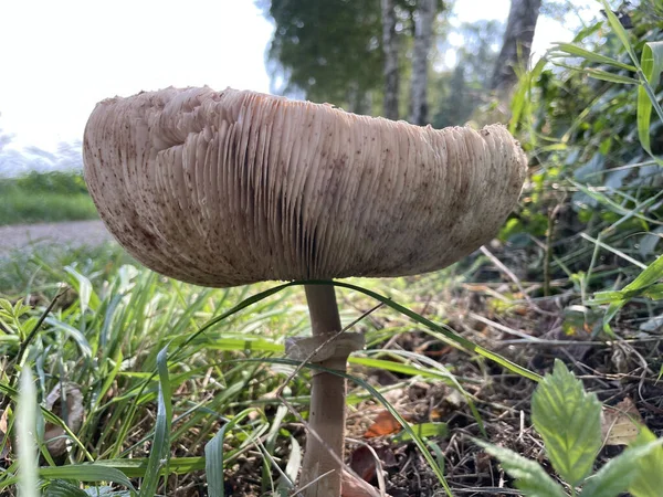 Achterhoek Netherlands Sep 2021 Знімок Великого Гриба Травою Під Сонячним — стокове фото