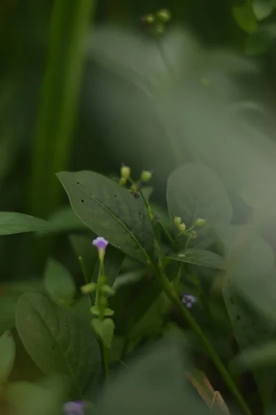 芝生の閉鎖だ — ストック写真