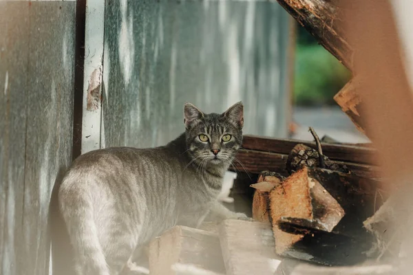 Egy Imádnivaló Macska Egy Farakás Mellett Kamerába Néz — Stock Fotó