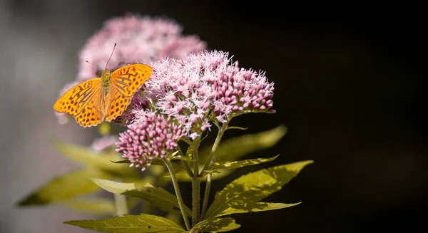Gros Plan Papillon Orange Sur Asclépiade Des Marais — Photo