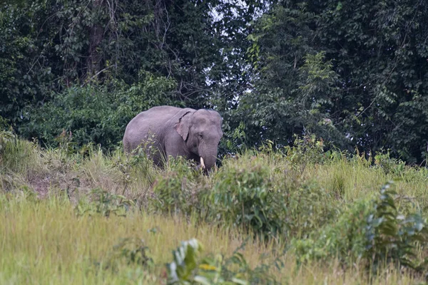 Один Спускаясь Склону Индийский Слон Elephas Maximus Indicus Khao Yai — стоковое фото