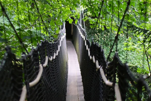 Uma Vista Uma Cerca Metal Preto Padrão Rede Entre Árvores — Fotografia de Stock