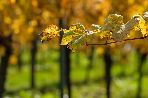 Miękkie Ognisko Żółtych Liści Winorośli Jesienią Winnicy — Zdjęcie stockowe