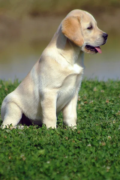 Tiro Vertical Belo Filhote Cachorro Labrador Livre — Fotografia de Stock