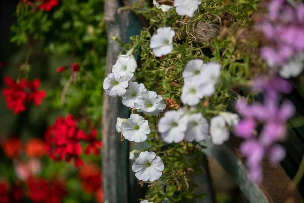 Een Closeup Shot Van Bloemen Een Tuin Met Wazige Achtergrond — Stockfoto