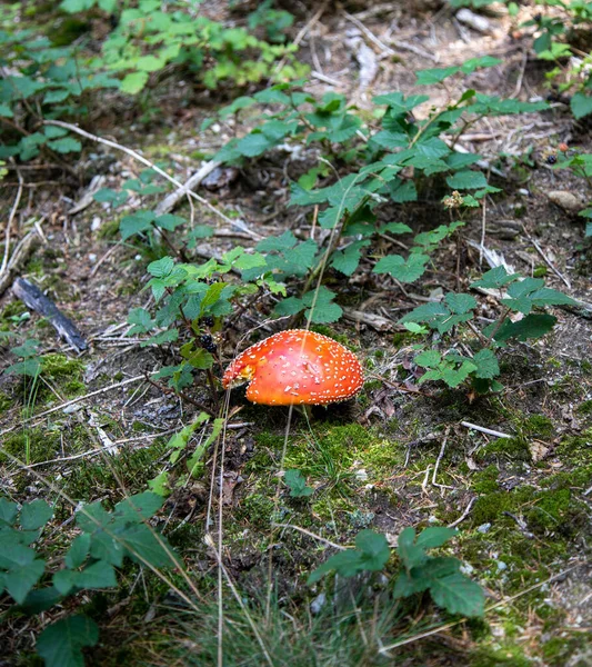 日中に森の中で赤いキノコのクローズアップショット — ストック写真