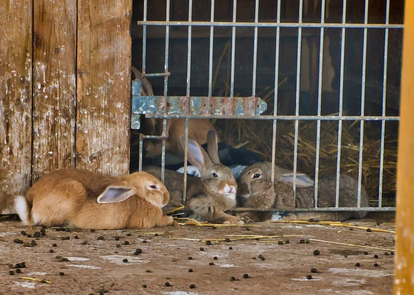 Die Großen Kaninchen Auf Dem Boden Zoo — Stockfoto