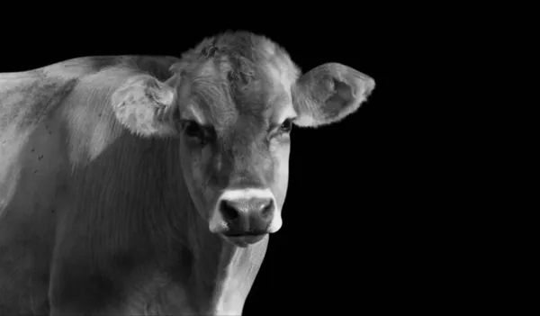 Grayscale Cow Black Background — Stock Photo, Image