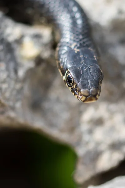 Close Macro Shot Face Head Adult Black Western Whip Snake — Fotografia de Stock