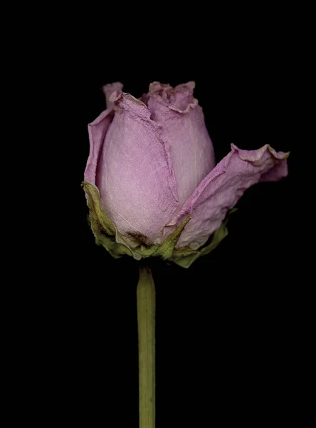 Primer Plano Una Rosa Suave Seca Sobre Fondo Negro — Foto de Stock