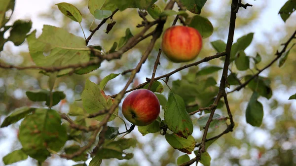 Piękny Strzał Jabłek Wiszących Drzewie Ogrodzie — Zdjęcie stockowe