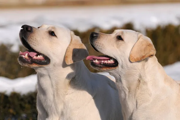 Primer Plano Dos Lindos Perros Labrador Blancos — Foto de Stock