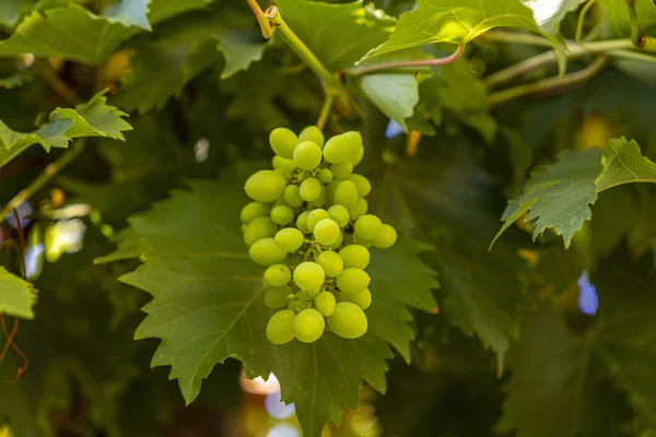 Een Close Shot Van Een Groene Druif Tak Met Bladeren — Stockfoto