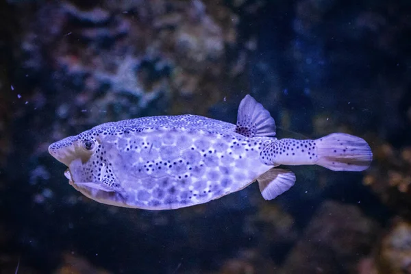 Een Tropische Vis Zwemmend Een Aquarium — Stockfoto