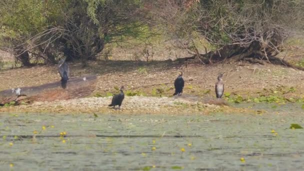 Yaz Günü Nehir Kıyısında Güzel Şirin Ördekler — Stok video