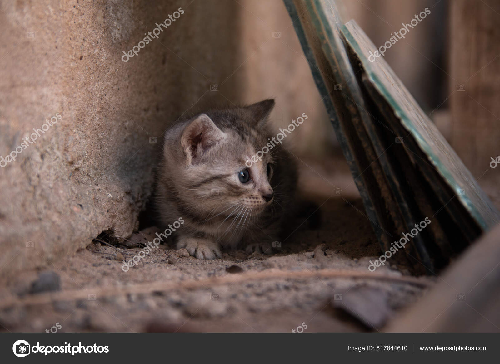 사랑스럽게 길잃은 고양이가 배경을 가지고 집중하는 선택적 — 스톡 사진 © Wirestock #517844610, image size:1600x1167