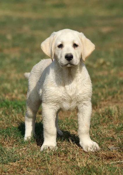 Zbliżenie Ujęcie Ślicznego Białego Szczeniaka Labradora — Zdjęcie stockowe