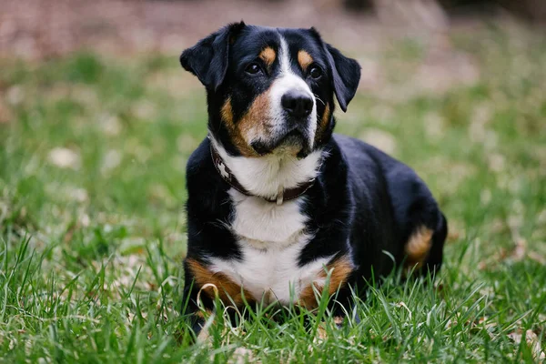 Şirin Bir Entlebucher Dağ Köpeğinin Yakın Çekimi — Stok fotoğraf