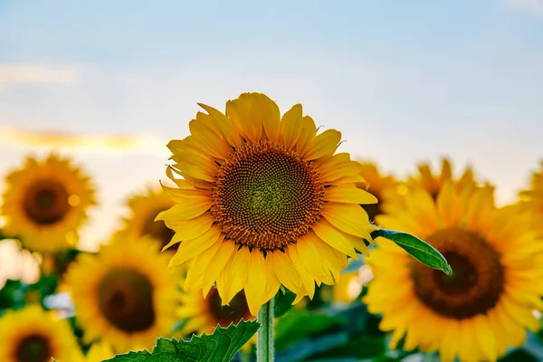 夏天向日葵在天空中的美丽本性 — 图库照片