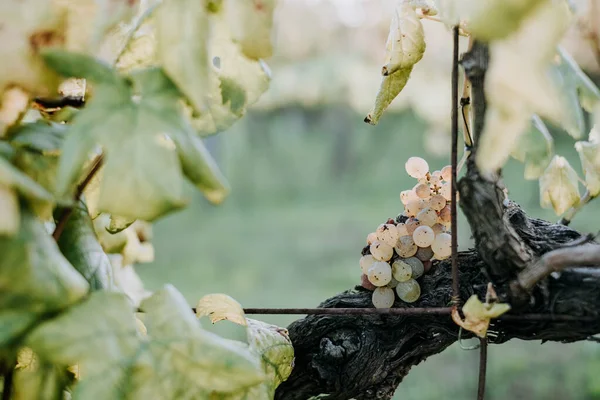 Une Vue Panoramique Raisins Frais Dans Vignoble Sur Fond Flou — Photo