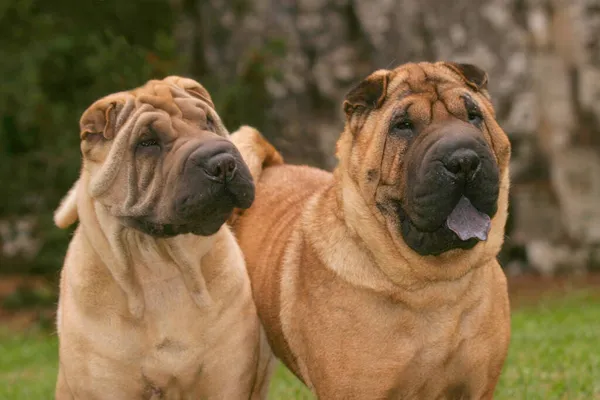 Ett Par Shar Pei Hundar Står Utomhus — Stockfoto