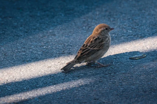 Fuglen Der Står Gaden - Stock-foto