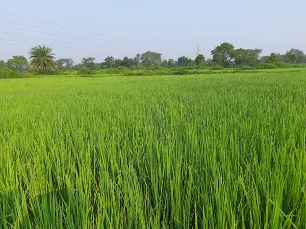 Zielony Ryż Polu Zielona Farma Porze Deszczowej Hodowla Ryżu Indyjskiego — Zdjęcie stockowe
