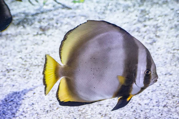 Une Lunette Argentée Monodactylus Argenteus Nageant Sous Eau — Photo