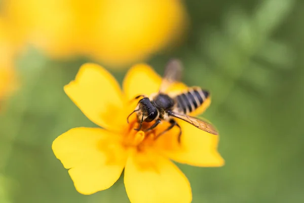 Egy Közelkép Egy Méhről Virágon — Stock Fotó