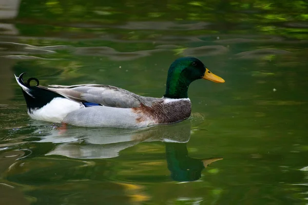 Primer Plano Mallard Anas Platyrhynchos Pato Macho Nadando —  Fotos de Stock